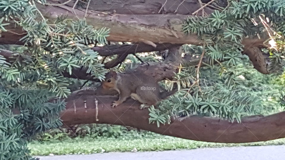 Squirrel on limb