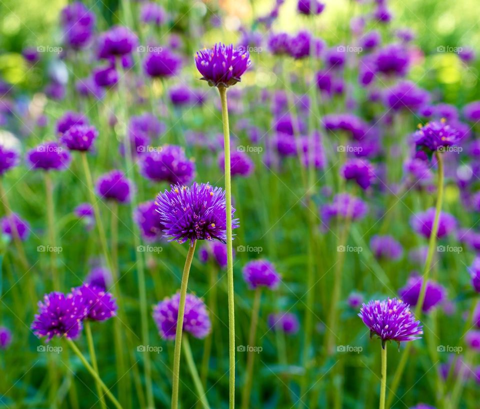 Sea of purple flowers 