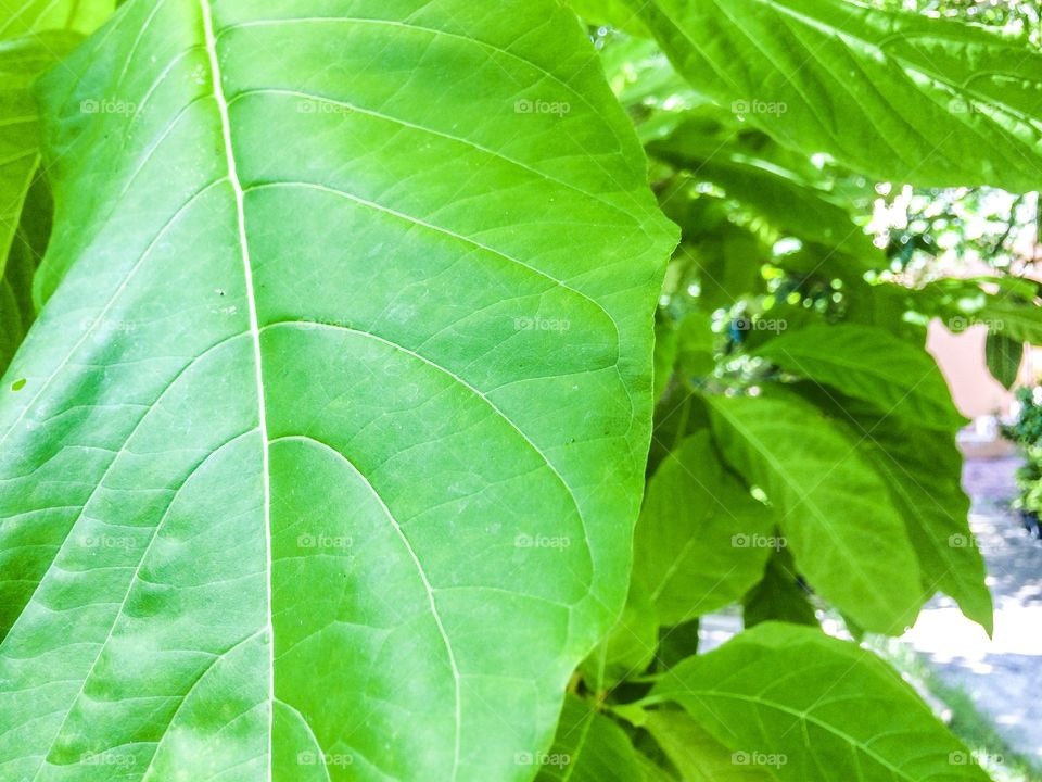 Green leaf in green garden