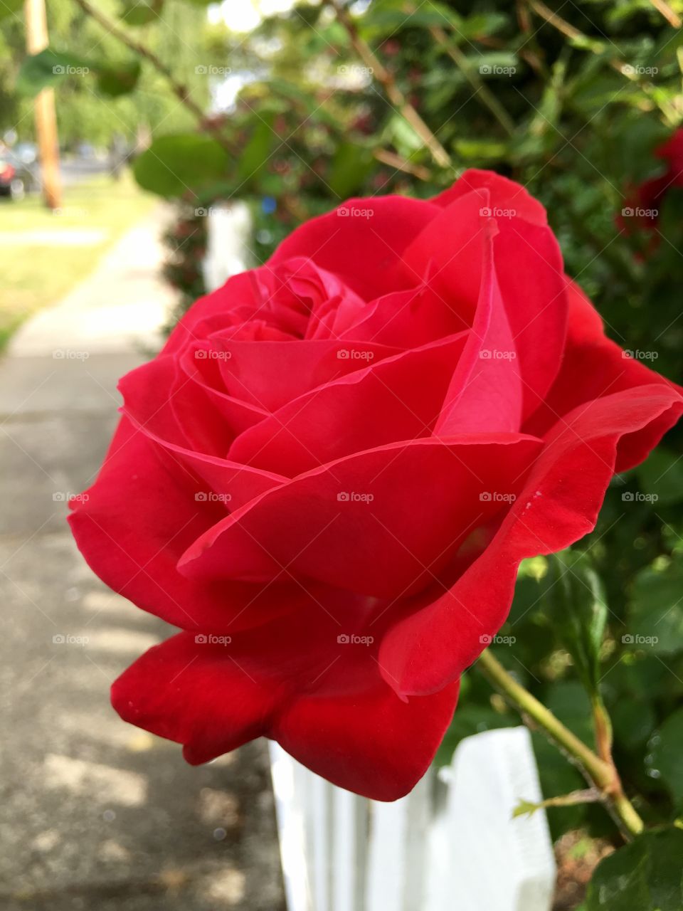 Red rose