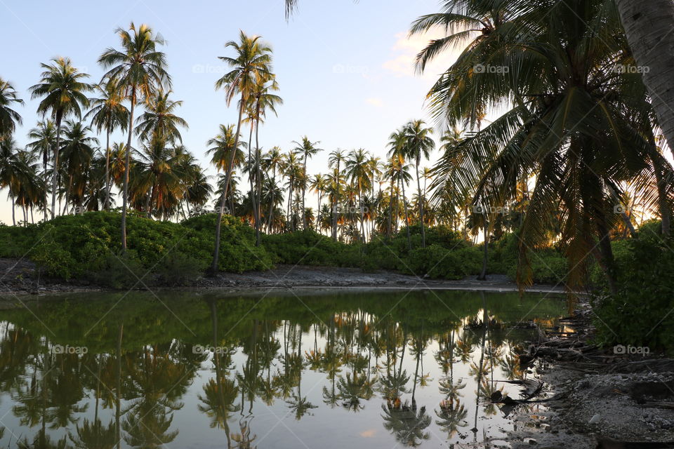 Reflection of palm tree near lake