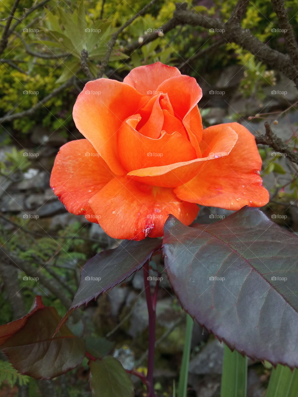 orange rose