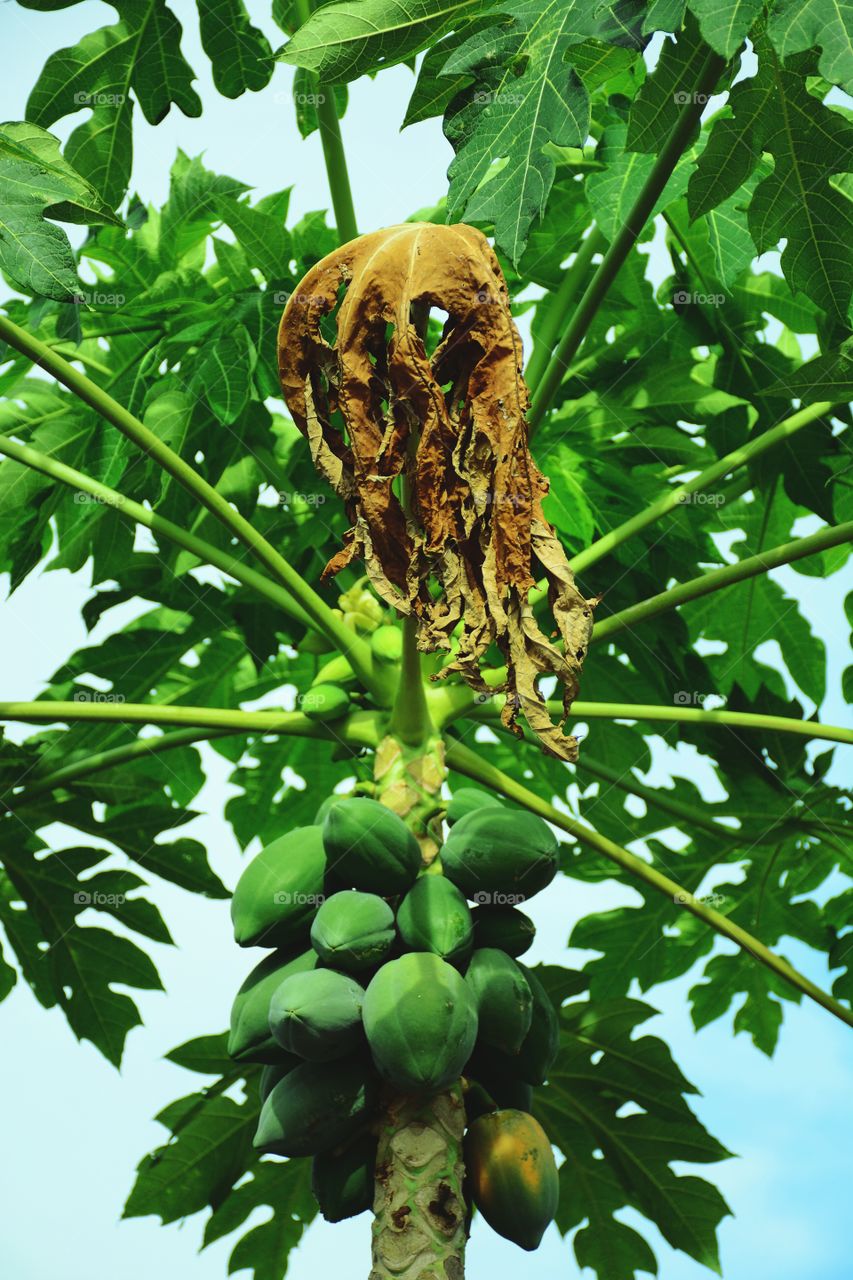 Fresh green papaya fruit on the tree
