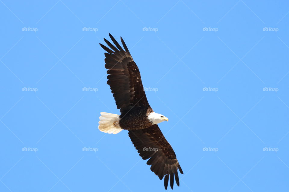 flying eagle
