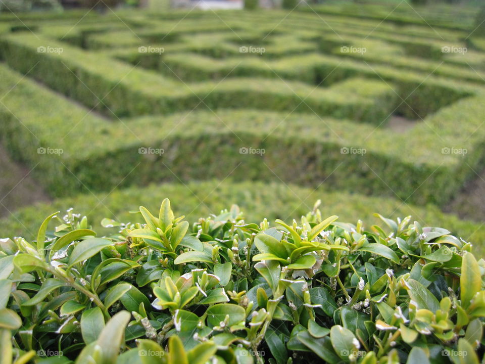 Agriculture, Nature, Growth, Flora, Food