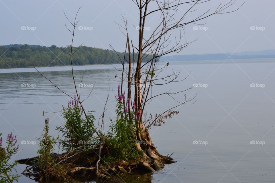 Looking out on the calm lake 