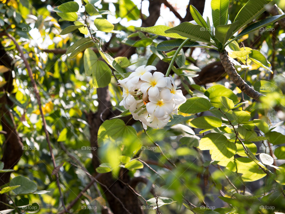 Frangipani flowers