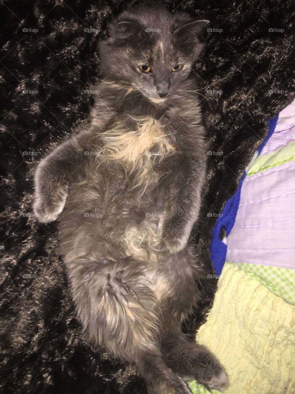 Cat, No Person, Mammal, Cute, Fur