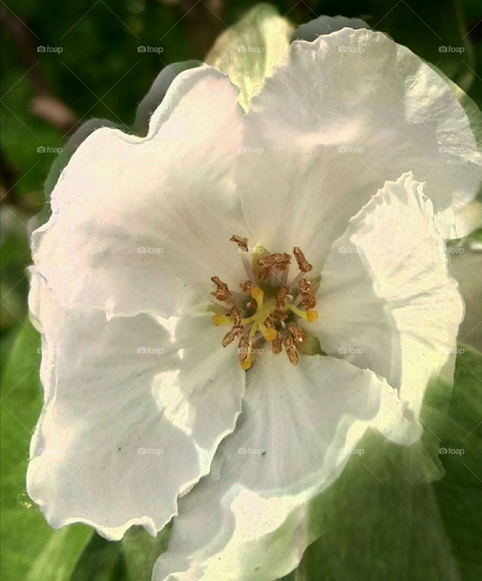 Яблоня в цвету