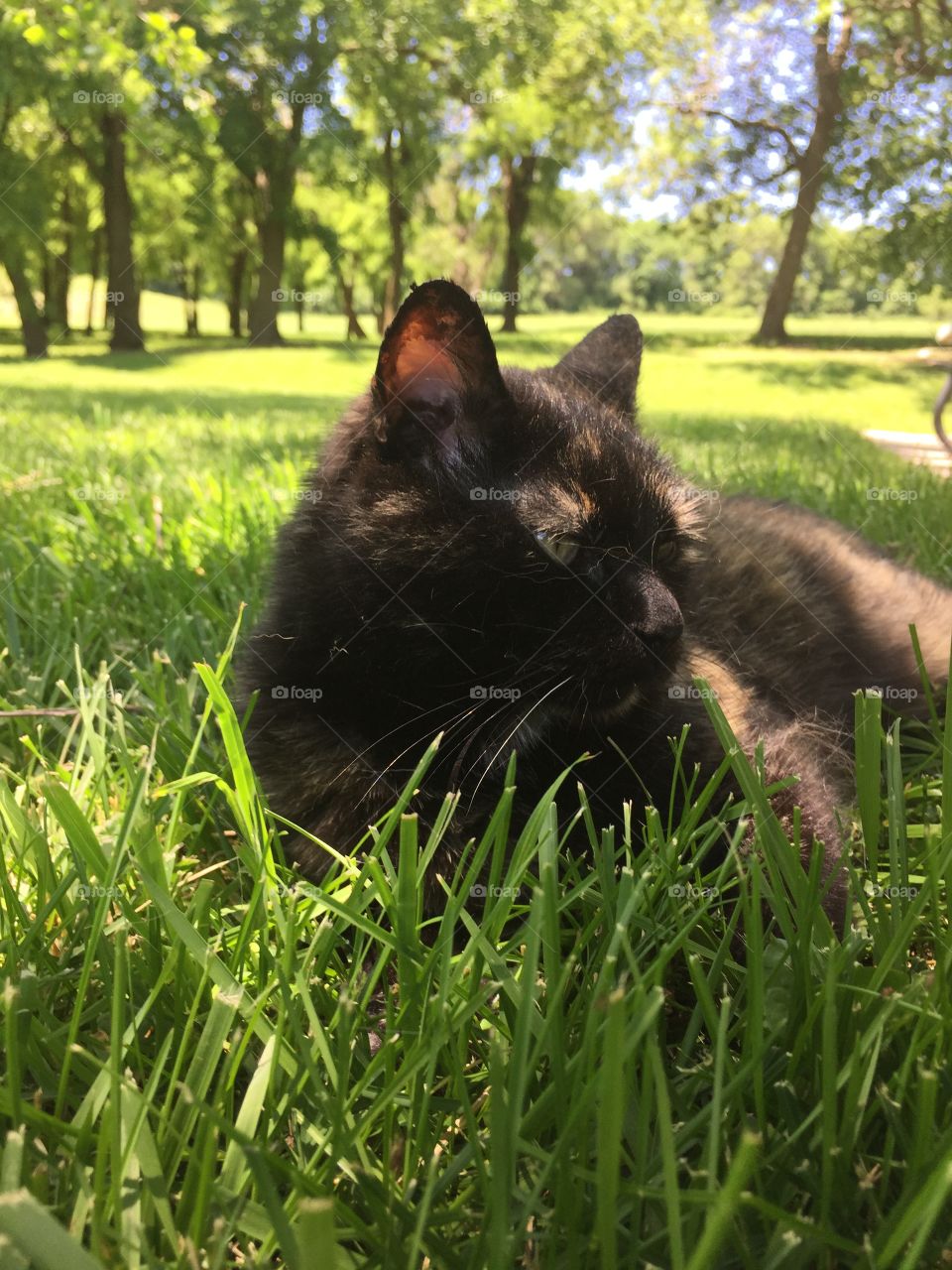 Queen of the Yard