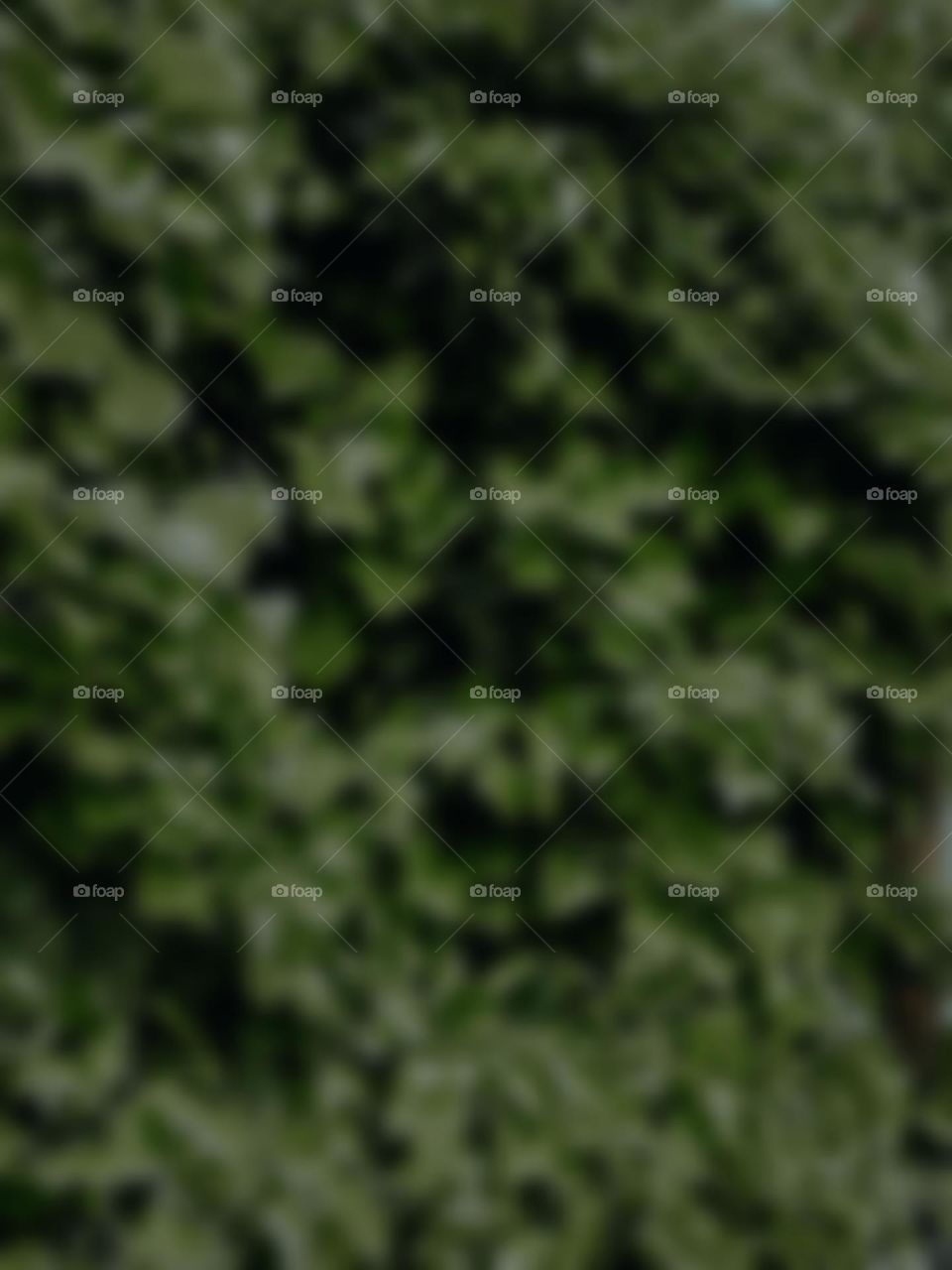 Dark green blur leaves background, abstract botanical background