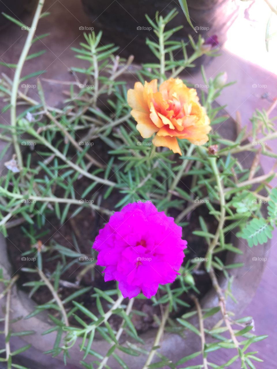 Flowers, use for decoration, bowing god,natural,many color available 