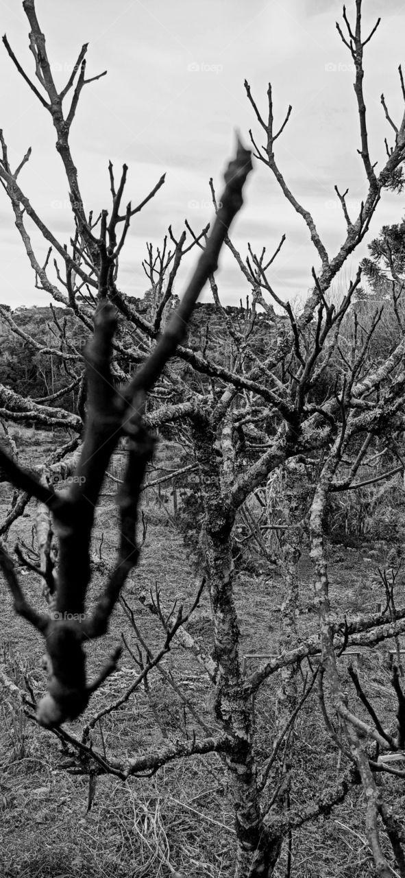Tree without leaves in winter
