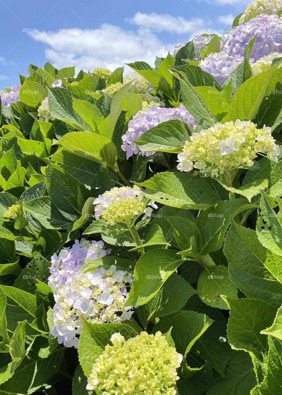 Hydrangeas 