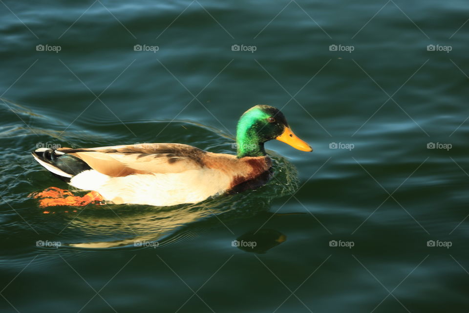 Mallard 