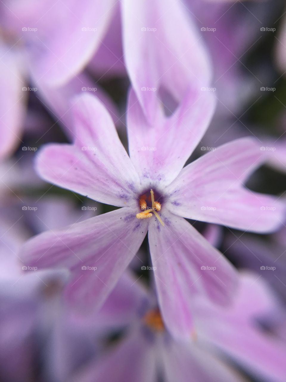 Phlox