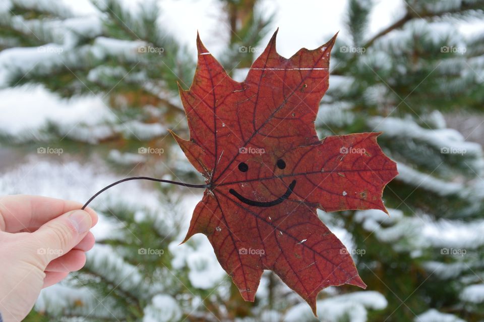 Maple leaves at winter