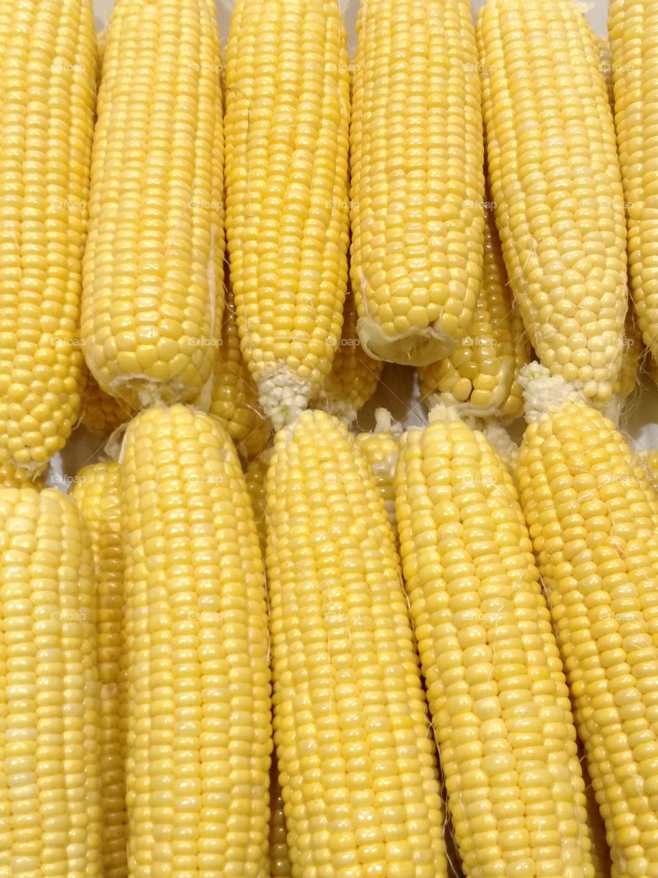 Rows of Corn. corn was on sale this week