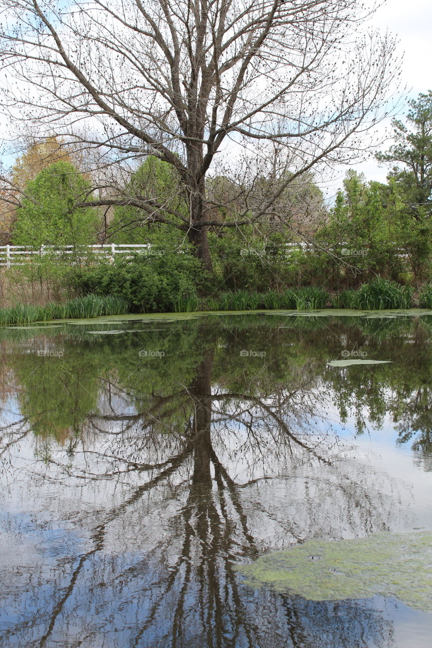 Tree reflecting off the pond