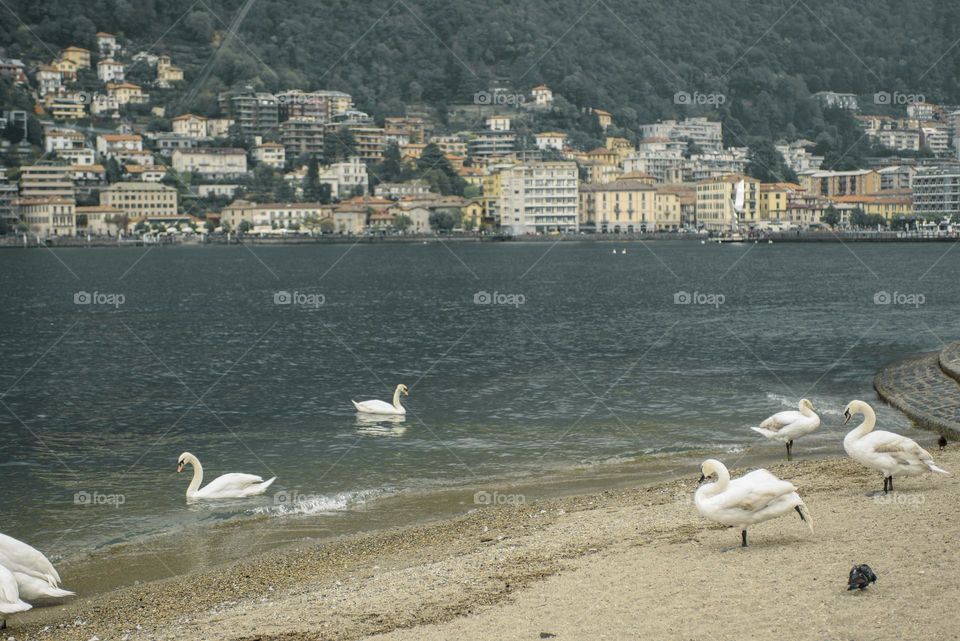 Swans on Lake Como, Italy