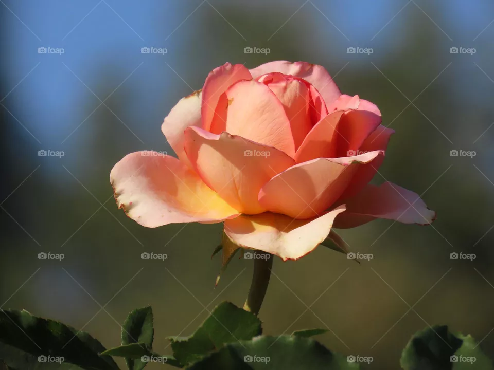 Rose flower
