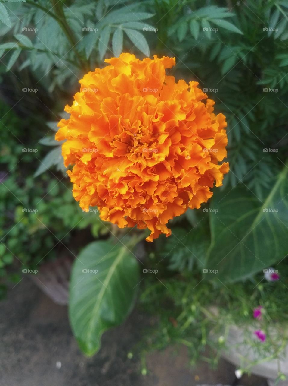 marigold yellow flower seasonal fresh shurb small size looks very beautiful generally found everywhere