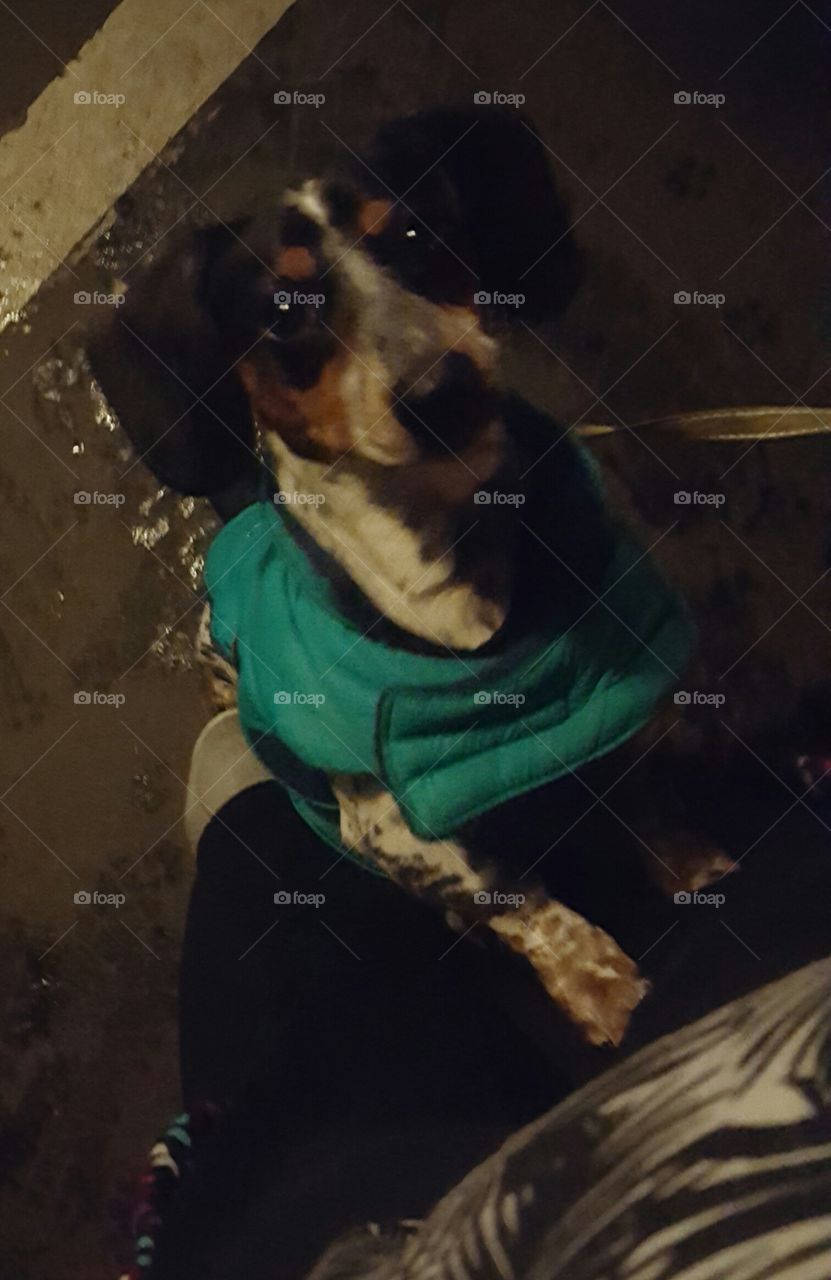 when your being set up by your animal