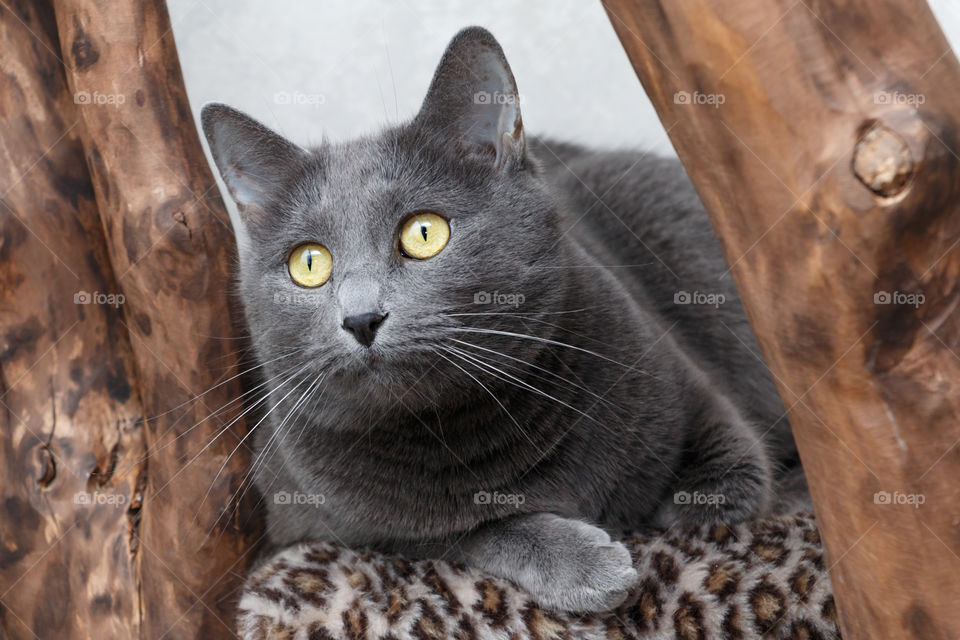 Russian blue cat