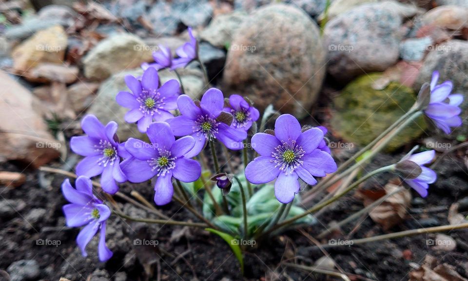 Spring plants💜 Purple 💜 Flowers 💜