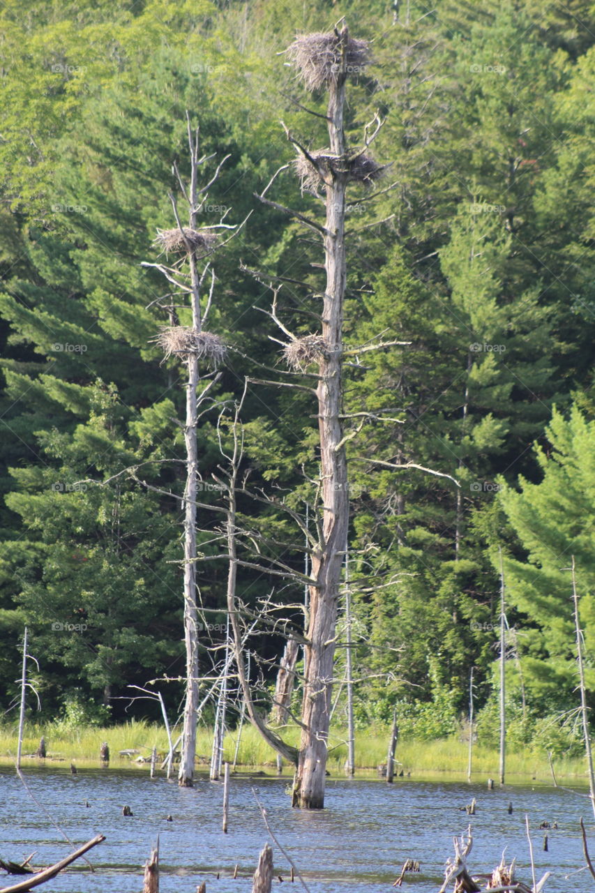 Herring Nests