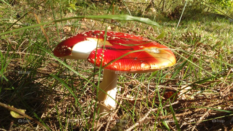 Mushroom, Fungus, Nature, Grass, Fall