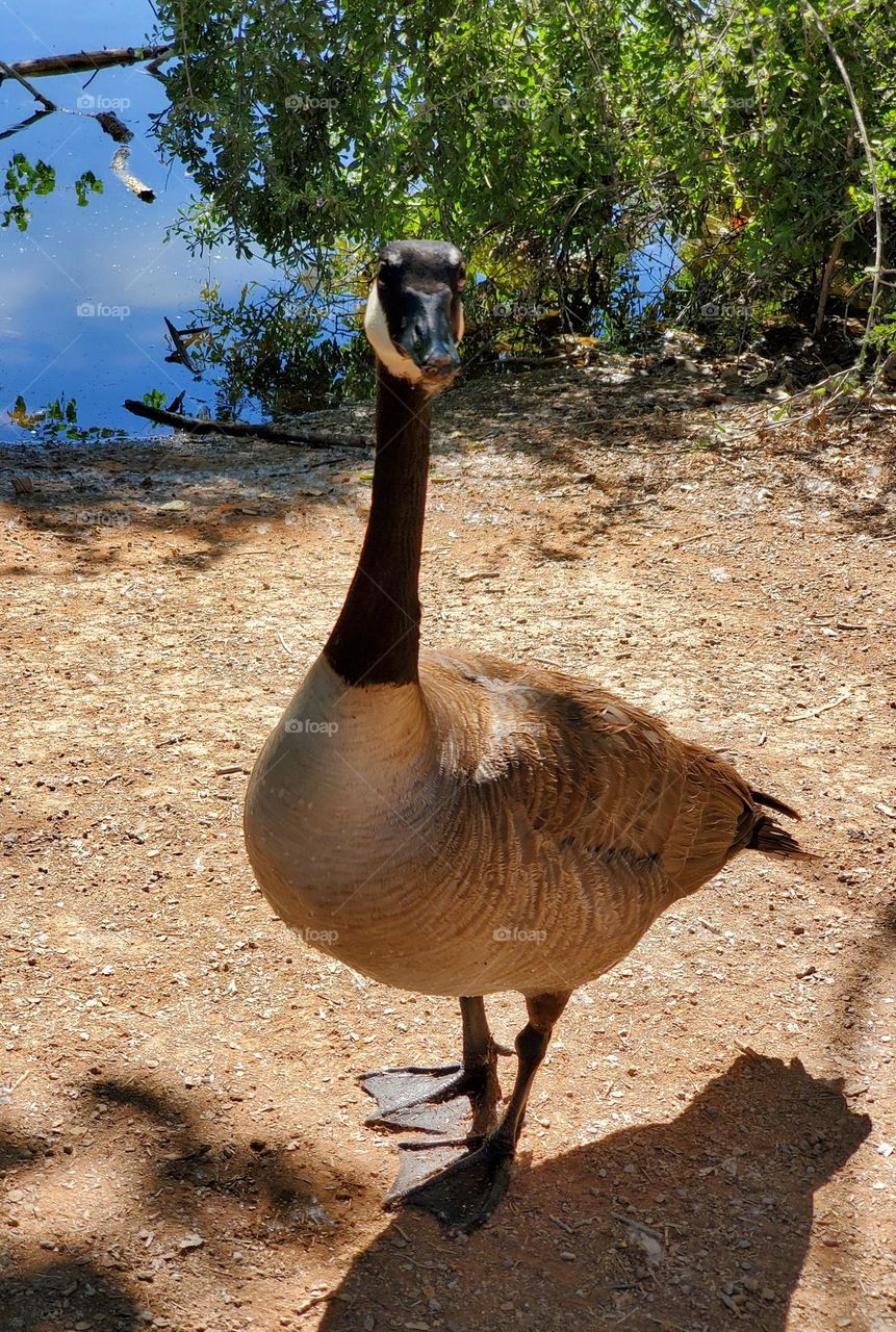 Canadian Goose Staring at Camera