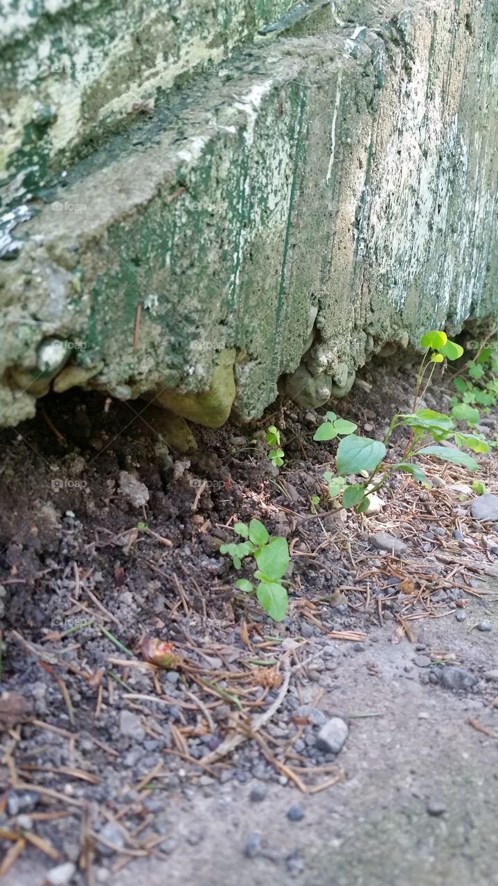 Nature, No Person, Stone, Leaf, Wood