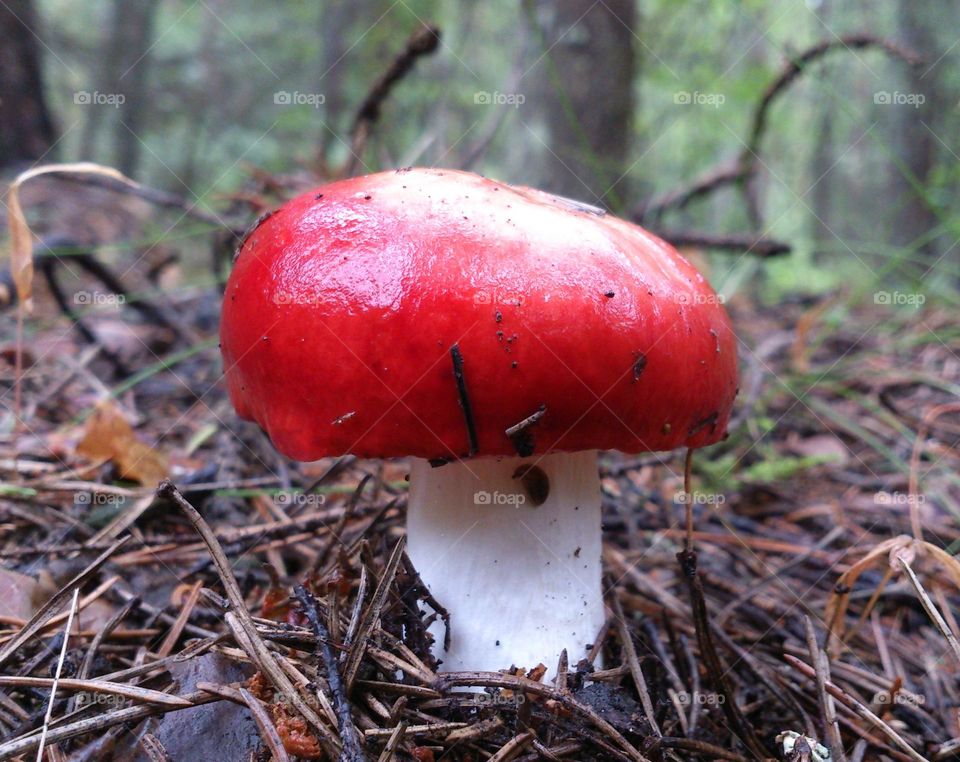 Forest mushroom🌳🌲 Nature🌳🌲 Picturesque🌳🌲