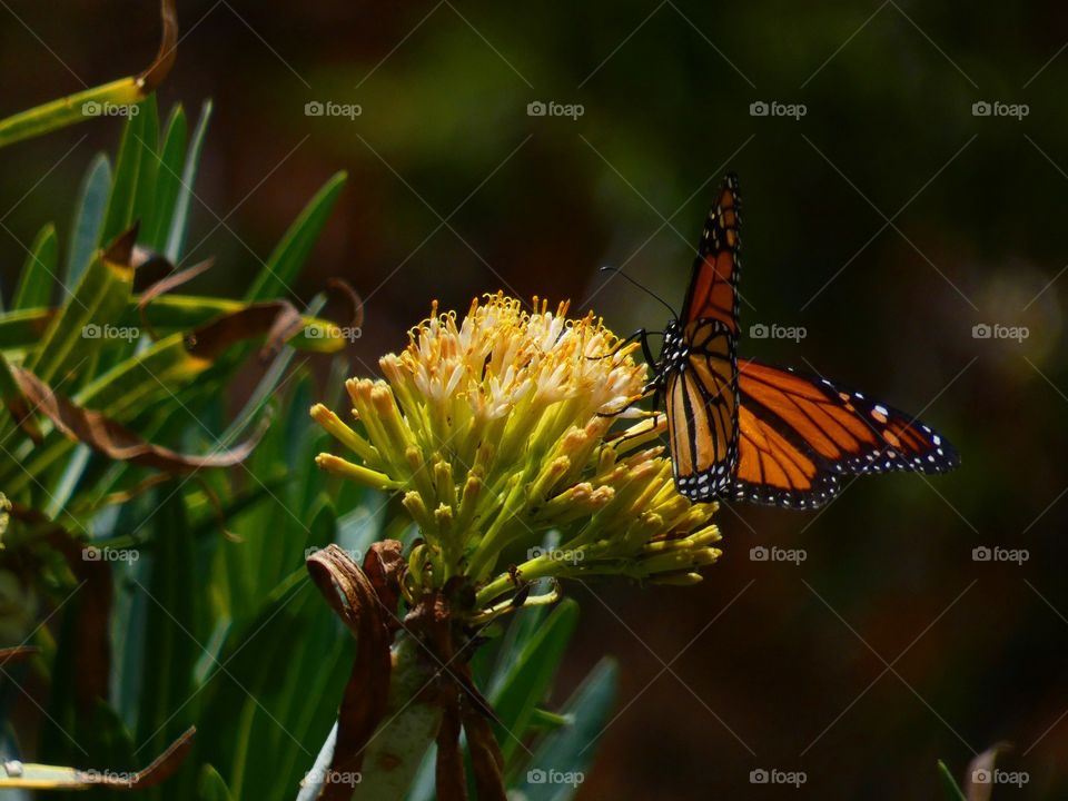 mariposa monarca. color naranja,mariposa,insectos,color