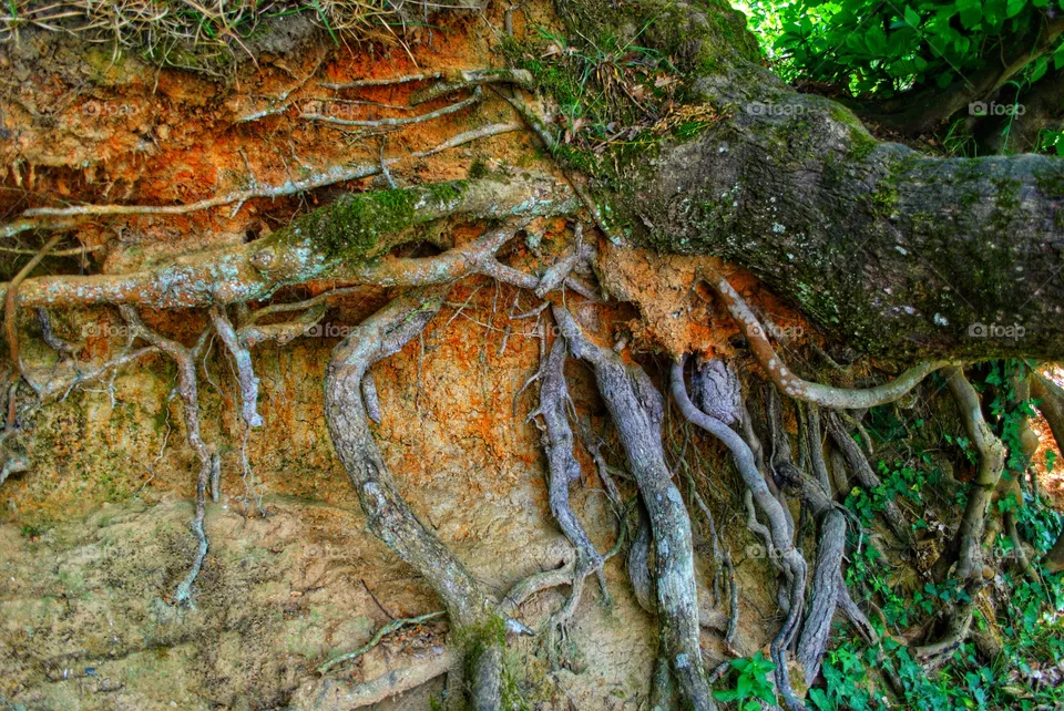 tree