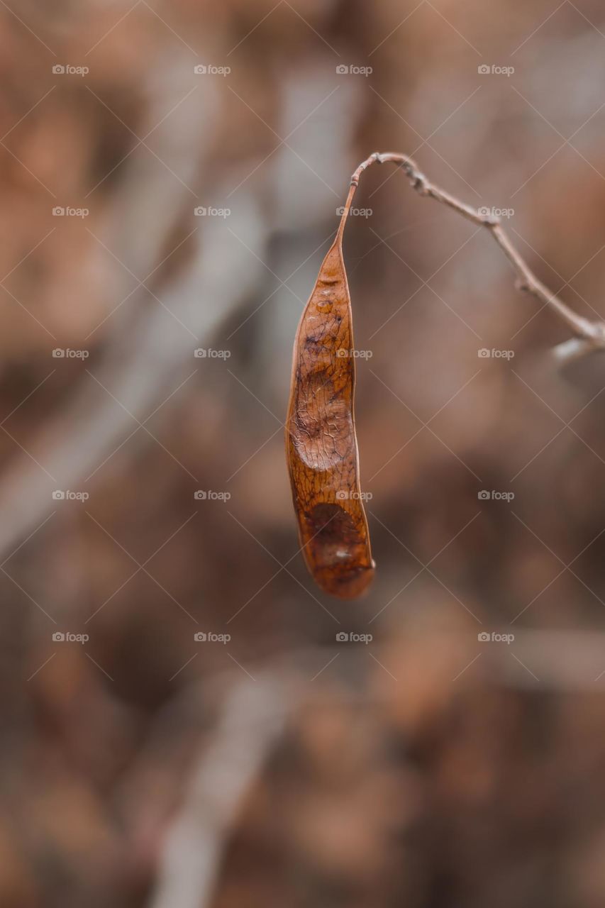 Indian fall season views, rosewood tree fruits