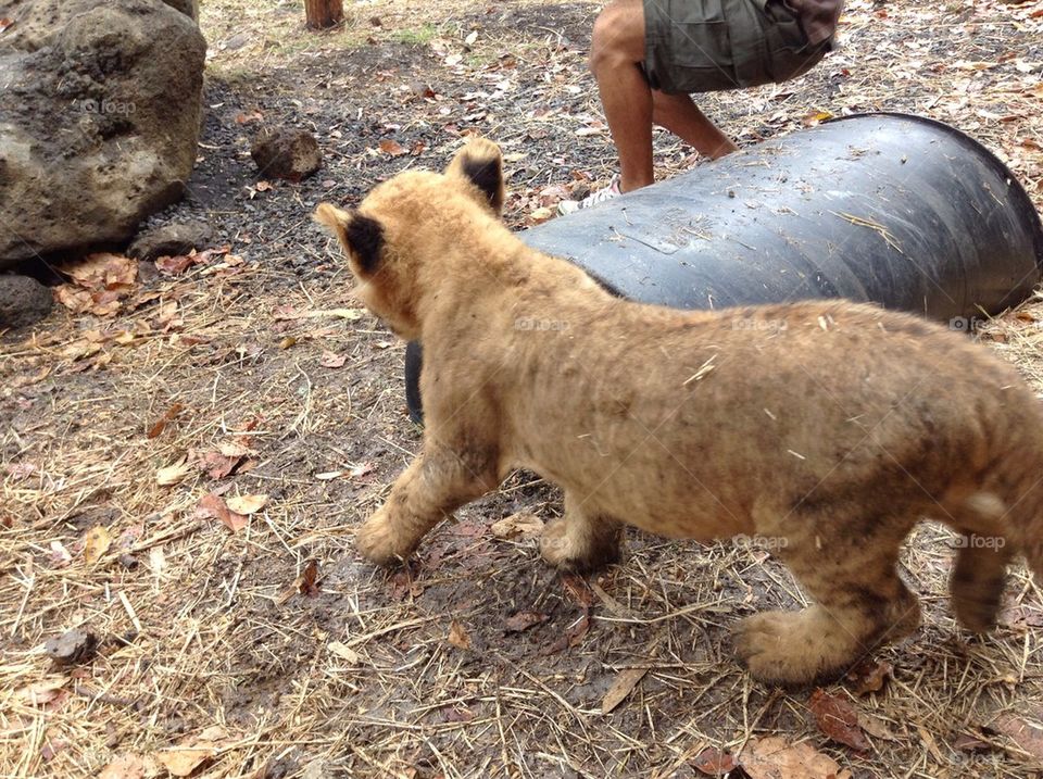 Lion cub