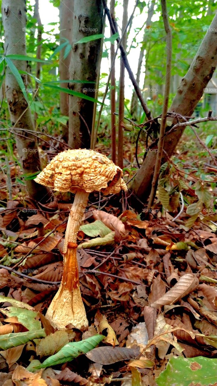 Brown mushroom in a forest