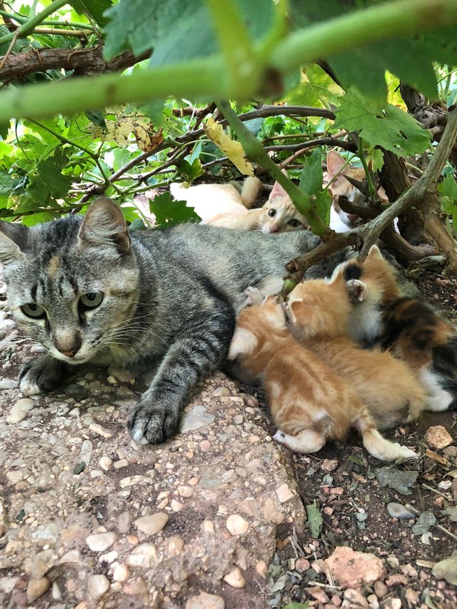 Cats 