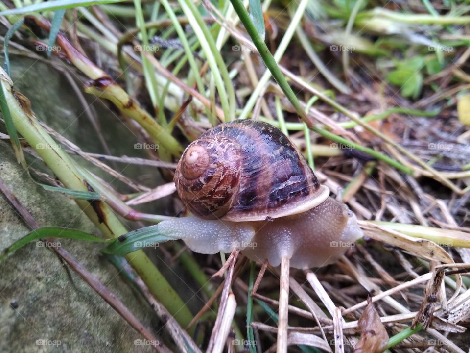 Snail