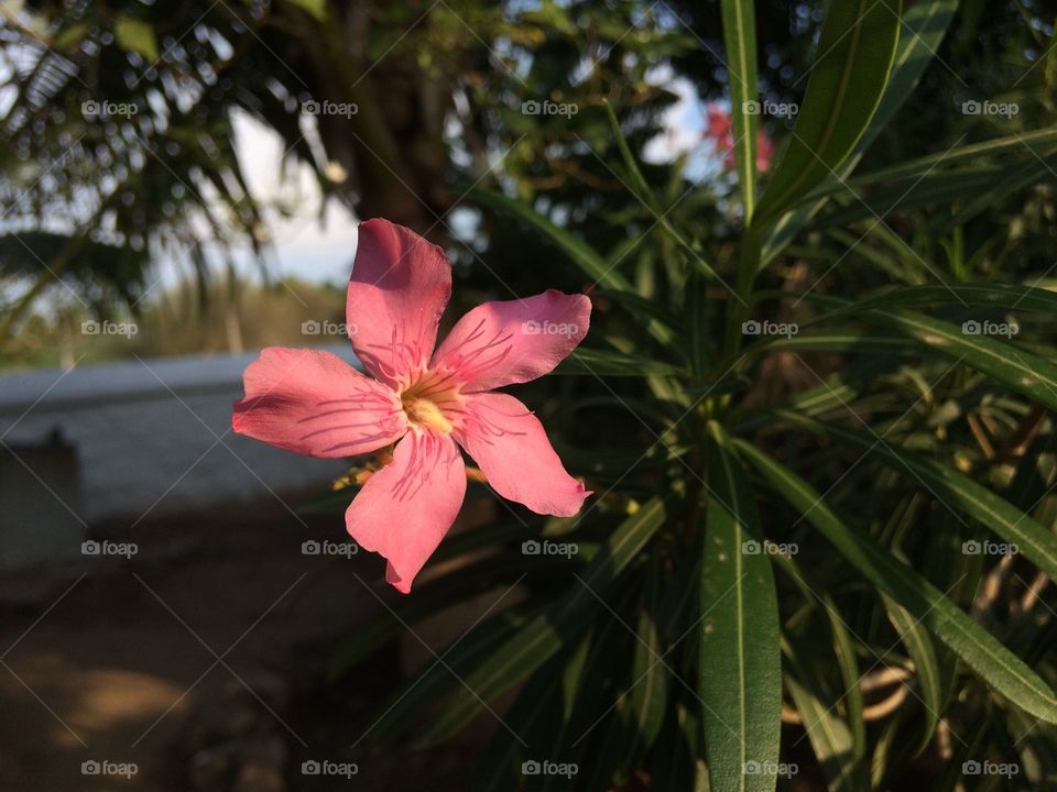 pink colour flower 