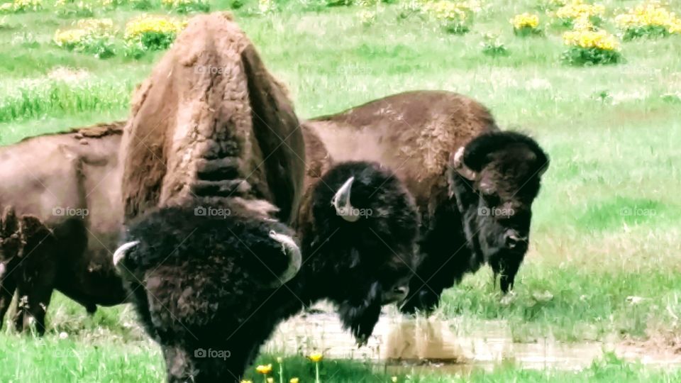 three bison